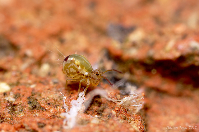 Calvatomina nr superba