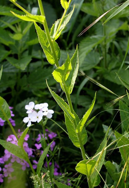 Hesperis matronalis (5)