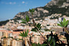 MONACO: Détail d'un arbre.