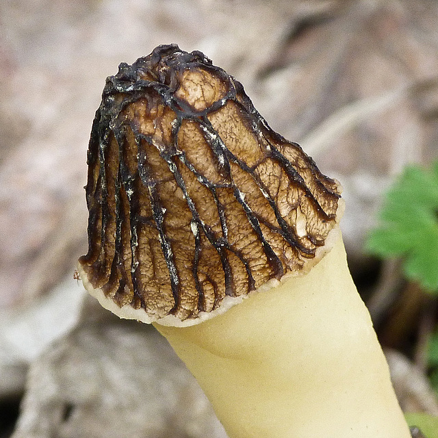 Half-free Morel mushroom / Morchella semilibera