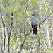 Gray Catbird Dumetella carolinensis