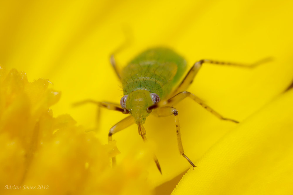 Mirid Bug Nymph