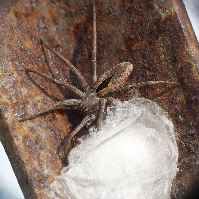 Spider guarding its eggs