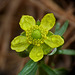 Prairie Buttercup