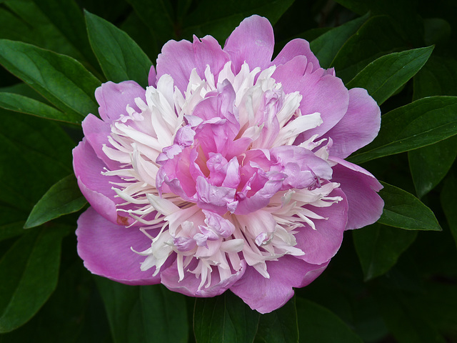 Peony