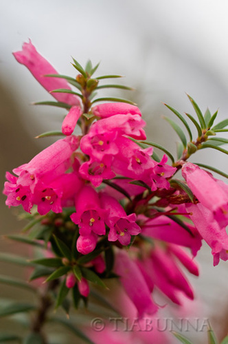 Grampians wildflowers