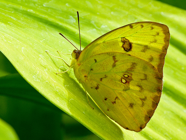 Cloudless Sulphur / Phoebis sennae