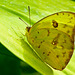 Cloudless Sulphur / Phoebis sennae