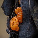 Jelly fungus