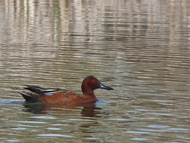 Cinnamon Teal