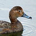 Redhead female