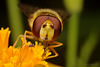 Hoverfly and Springtail.