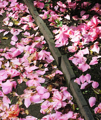 Fallen Blooms.