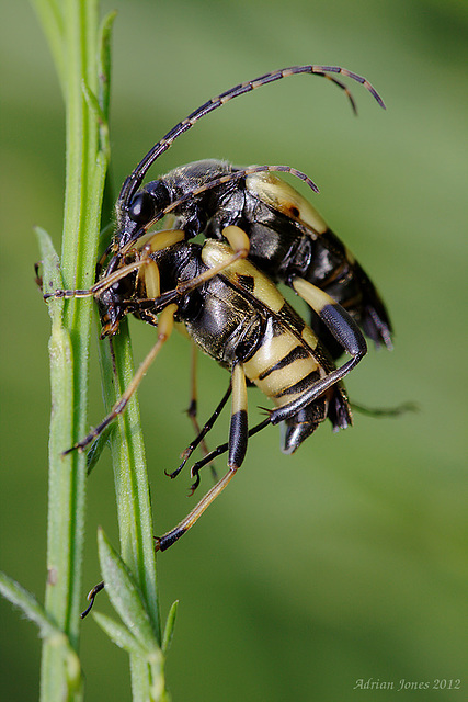 Rutpela maculata, mating pair.