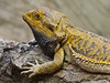 Inland Bearded Dragon