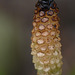 Field Horsetail / Equisetum arvense