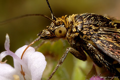 Pyrausta aurata