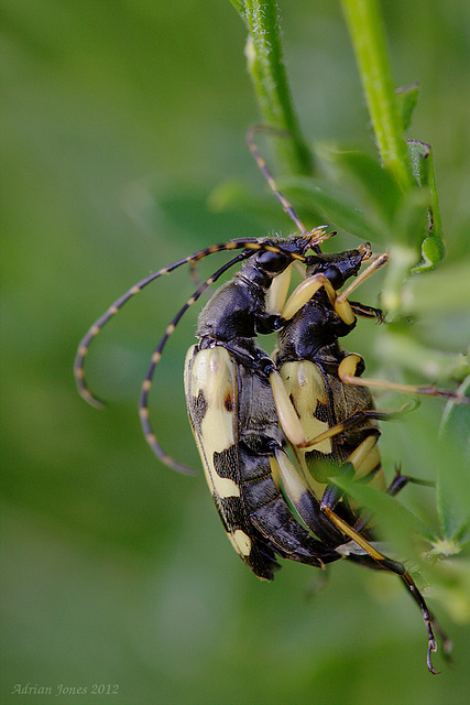 Rutpela maculata, mating pair.