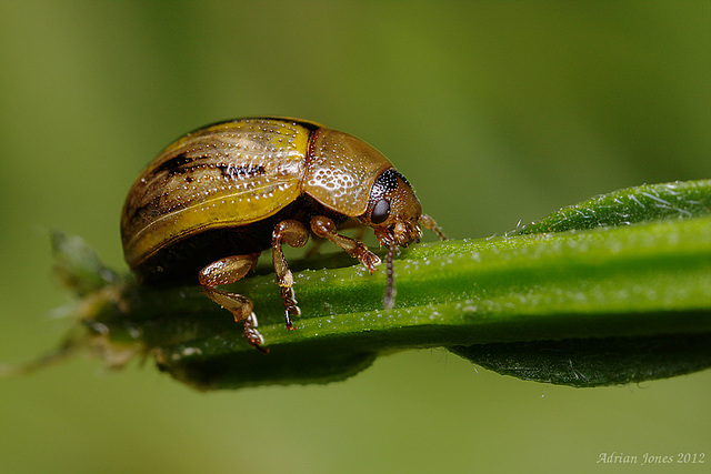 Gonioctena olivacea (Broom Leaf Beetle)