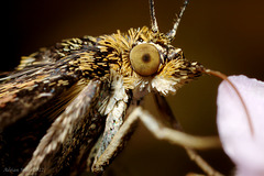 Pyrausta aurata.