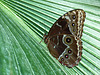 Blue Morpho