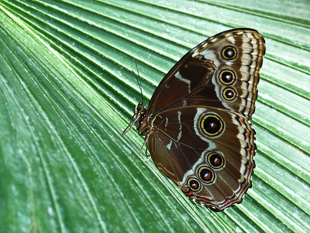 Blue Morpho