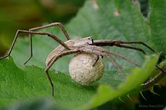 Spider with Egg sack