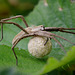 Spider with Egg sack