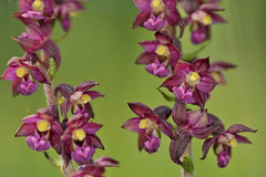 Epipactis