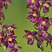 Epipactis