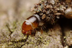 Bagworm closeup