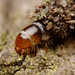 Bagworm closeup