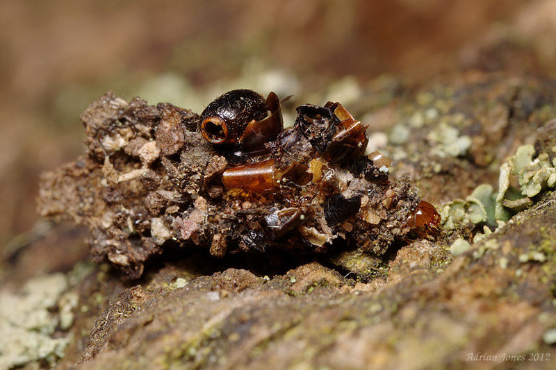 Bagworm