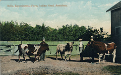 Bulls, Experimental Farm, Indian Head, Assiniboia.