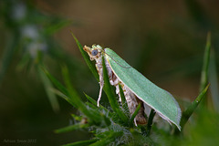 Green Oak Tortrix Moth (Tortrix viridana)