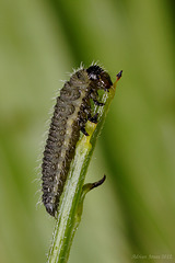Beetle Larva (Probably Gonioctena olivacea)