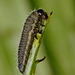 Beetle Larva (Probably Gonioctena olivacea)