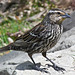 Red-winged Blackbird female