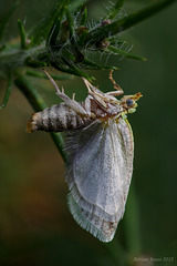 Green Oak Tortrix Moth (Tortrix viridana)