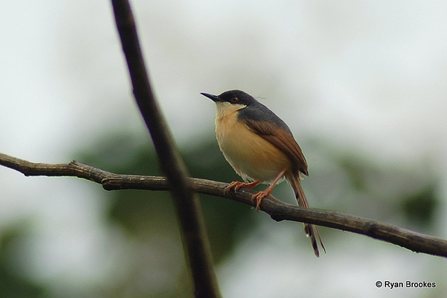 20070806-0008 Ashy prinia