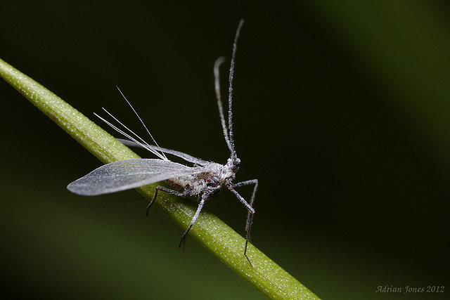 Male Scale Insect. ?