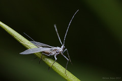 Male Scale Insect ?