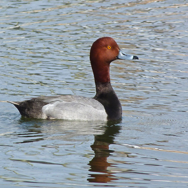 Redhead / Aythya americana Redhead / Aythya americana