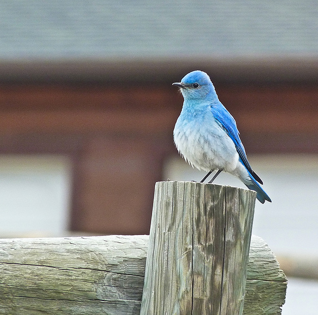 A quick pose or two and off he flew