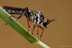 Robberfly, Dioctria baumhaueri (female)
