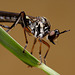 Robberfly, Dioctria baumhaueri (female)