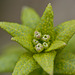 Rust Fungus on Rock Cress