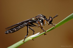 Robberfly, Dioctria baumhaueri (female)