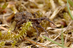 Wolf Spider and Young.
