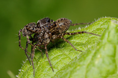 Mating Wolf Spiders